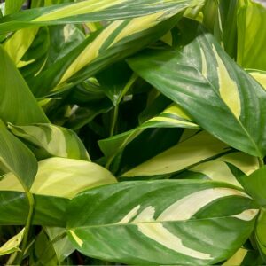 CTENANTHE MOSAIC BROKIG K:12CM x10