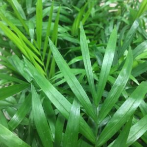 CHAMAEDOREA ELEGANCE K:12CM x10