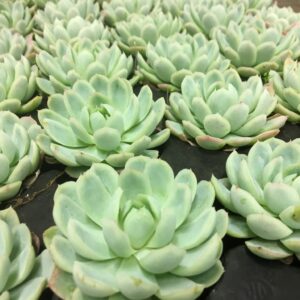 ECHEVERIA PLANT/PLUGG x40