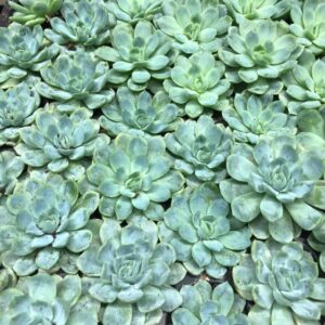 ECHEVERIA PLANT/PLUGG x28