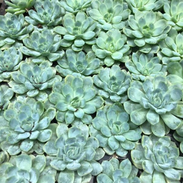 ECHEVERIA PLANT/PLUGG x28