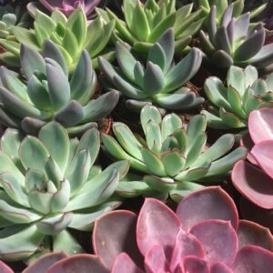 ECHEVERIA MIX x18