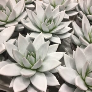 ECHEVERIA FÄRGAD VIT K:8CM x12