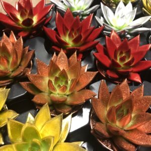 ECHEVERIA MINI JULMIX FÄRGAD x20