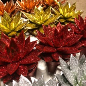 ECHEVERIA JULMIX FÄRGAD x11