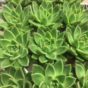 ECHEVERIA MIRANDA K:8,5CM x12