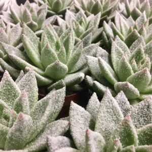 ECHEVERIA MIRANDA M SNÖ K:8CM x11