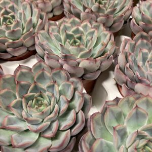 ECHEVERIA HERCULES K:8,5CM x12