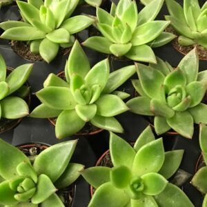 ECHEVERIA MIRANDA MINI x20