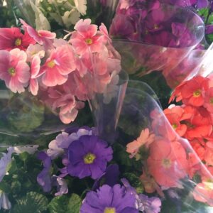 PRIMULA OBCONICA TOUCH MIX K:12CM x6