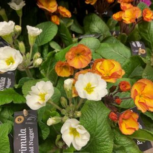 PRIMULA VERIS MIX  K:12CM x8