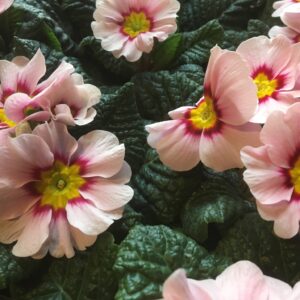 PRIMULA STRAWB./APPLEBLOSSOM ROSA x12