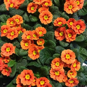 PRIMULA TERRACOTTA/ORANGE x12