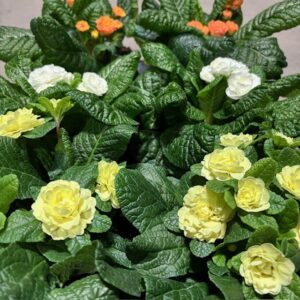 PRIMULA BELARINA x8