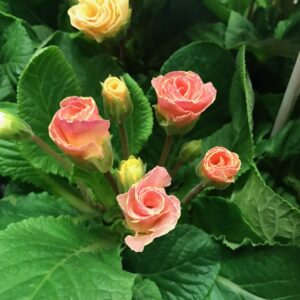 PRIMULA BELLEROSE x10