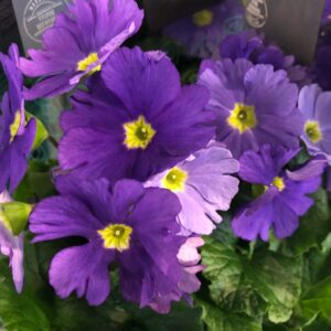 PRIMULA OBCONICA TOUCH ME BLÅ x8