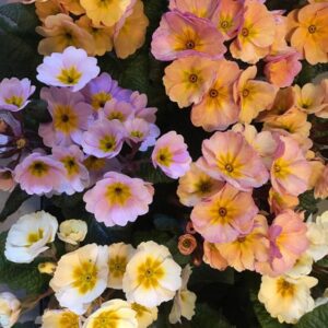 PRIMULA PEACH MELBA K:13CM x8