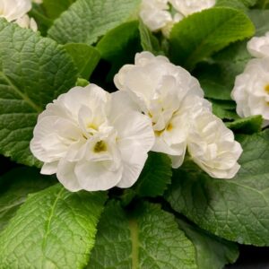 PRIMULA PRINCESS DUBBEL VIT x12