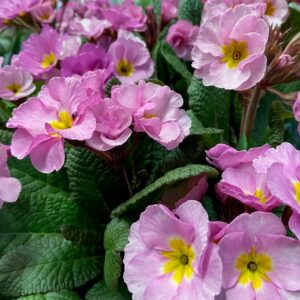 PRIMULA VLIEDER ROSALILA K:10CM x8