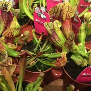 SARRACENIA KÖTTÄTARE MIX K:9CM x12