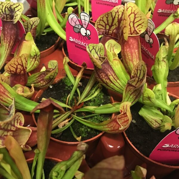 SARRACENIA KÖTTÄTARE MIX K:9CM x12