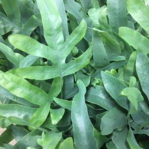 PHLEBODIUM K:12CM x6