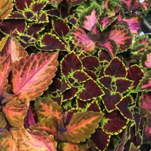COLEUS PALETTBLAD K:12CM x10