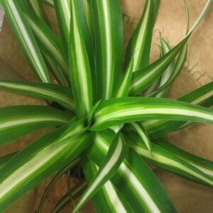 CHLOROPHYTUM BROKIG x6