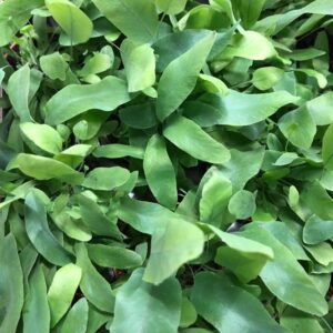 PHLEBODIUM MINI x12