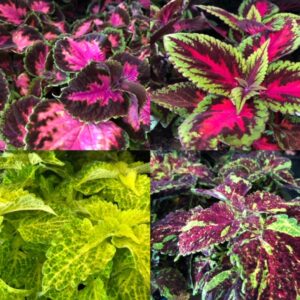 COLEUS PALETTBLAD FRILLESÅS x8