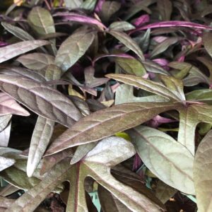 IPOMOEA BATAT MÖRKBLADIG FRILLESÅS x8