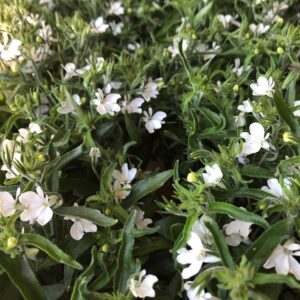 LOBELIA VIT FRILLESÅS x8