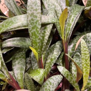 LEDEBOURIA LEOPARD LILY K:12CM x8
