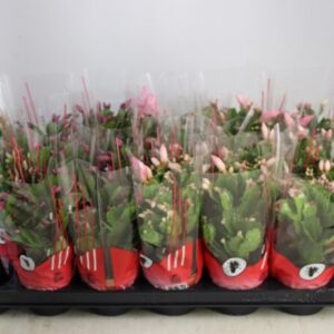 NOVEMBERCACTUS SCHLUMB MIX K:9CM x18