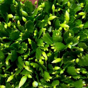 NOVEMBERCACTUS SCHLUMB VIT K:9CM x18