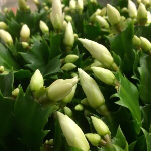 NOVEMBERCACTUS SCHLUMB VIT K:11CM x12