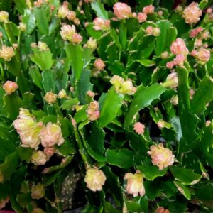 NOVEMBERCACTUS SCHLUMB APRIKOS K:11CM x12