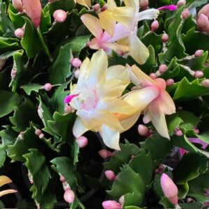 NOVEMBERCACTUS SCHLUMB GUL K:9CM x12