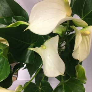 ANTHURIUM VIT K:17CM x6