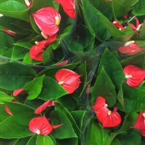 ANTHURIUM MILLION RED K:12CM x6