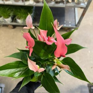 ANTHURIUM LILLI ROSA K:14CM x6