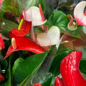 ANTHURIUM MIX K:17CM x6