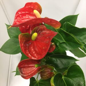 ANTHURIUM RÖD K:12CM x6