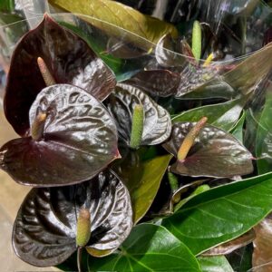 ANTHURIUM BLACK LOVE K:12CM x6