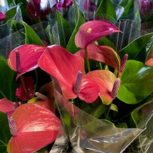 ANTHURIUM LILA K:12CM x6