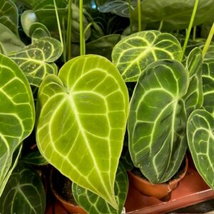 ANTHURIUM CLARINERVIUM K:12CM x6