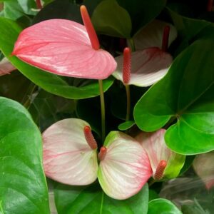 ANTHURIUM PRINCESS AMALIA K:14CM x8