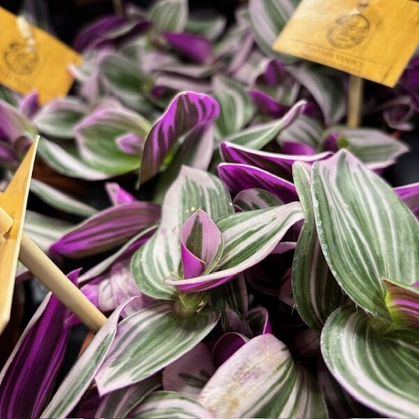 TRADESCANTIA NANOUK K:12CM x6