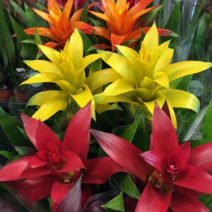 GUSMANIA/VRIESIA MIX K:12CM x10