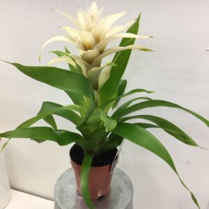 GUSMANIA DESEO VIT x6